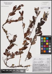 Foto von Salix aurita L.